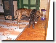 Staford obětí pudlíka