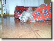 Arny od Vokačovského rybníka