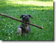 Gwen z Povodí Oharky