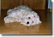 Maltezáček Jessica