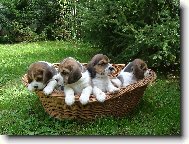 Naši chluatí rošťáci