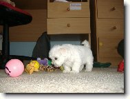 čichám čichám člověčinu