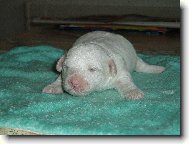 Andyho štěňátko-pejsek