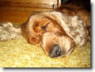 nejoblíbenější poloha