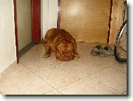 Dag, ležící, spící