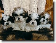 Štěňátka naší Valdy