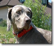 Indie elegantní dáma