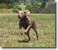 Indie ve svém živlu - v běhu