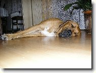 Osana Strážnický Ráj