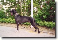 DANTE Český Sirius