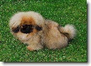 ATREY od Macháčků