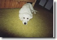 Unavená Bessy alias bambula