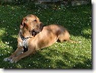 Osana Strážnický Ráj