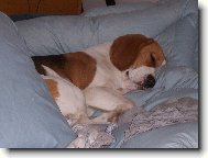 Benji ležící spící