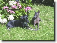 Carmen a Bonie Měsíční květina