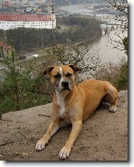 Arýsek na vyhlídce