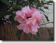 růzovy IBISEK plnokvety