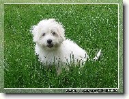 Čtyřměsíční Coton de Tulear