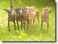 Chovatelská stanice Měsíční květina