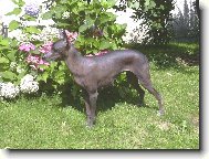 Bonie Měsíční květina