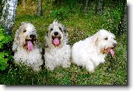 miláčkové Falcon,Empire a Nicolette z Mimoňské podkovy