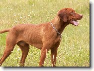 Egon \"Bondy\" z Chlumčanské doliny