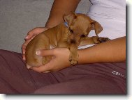 Trpasličí pinč 2 měsíce