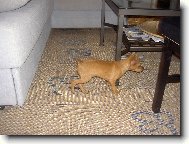 trpasličí pinč 2 měsíce