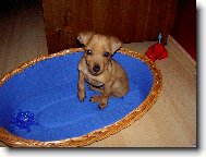 trpasličí pinč 3 měsíce