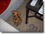 trpasličí pinč 2 měsíce