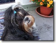 Když nechci, tak nechci