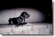 DANTE Český Sirius