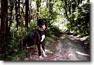 DANTE Český Sirius