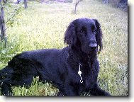 Andy v zahr.-můj FCR