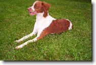 fena z chovné stanice Z Lukovenských koutů