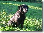 Dara po Arice z Čerchova