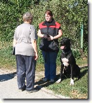 Dante na zkouškách SchH/VPG