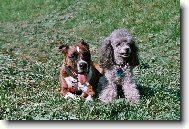 Babí léto - Beretta a Jenny