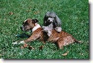 Velké kémošky - Beretta a Jenny