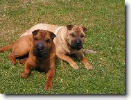 šarpej - matka s dcerou