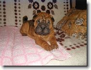 fenka Airin - 8 týdnů