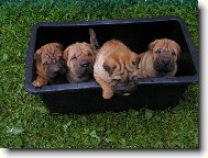 šarpej - štěňata