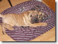 šarpej - štěně 7 týdnů