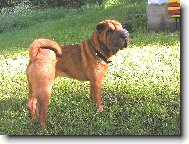 šarpej - fenka Airin