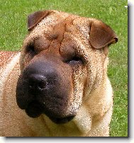 šarpej - fena Annie