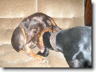 Foxíček a jeho nevěsta Sydny