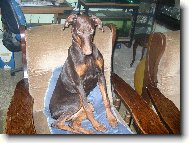 Foxíček a jeho nevěsta Sydny