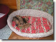 šarpejí miminka - 1 týden