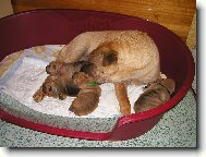 šarpejí miminka - 1 týden