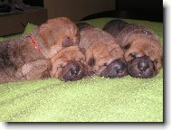 šarpejí miminka - 1 týden